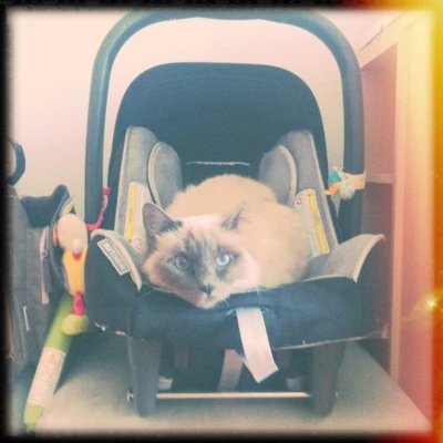 Bébé chat