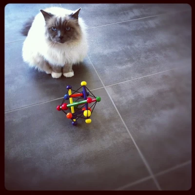 Wrong toy @BemolTheCat