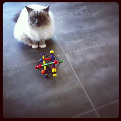 Wrong toy @BemolTheCat