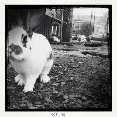 Bunny