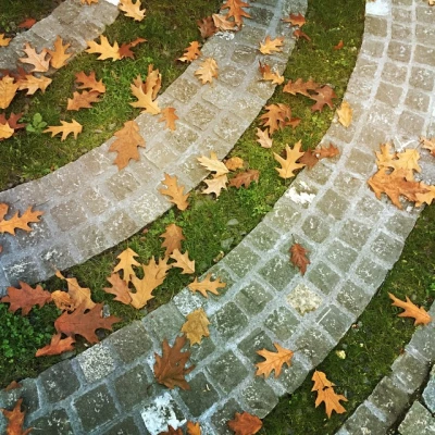 Leaves