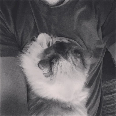Cat attack