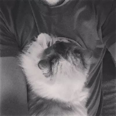 Cat attack