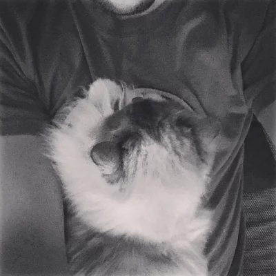 Cat attack