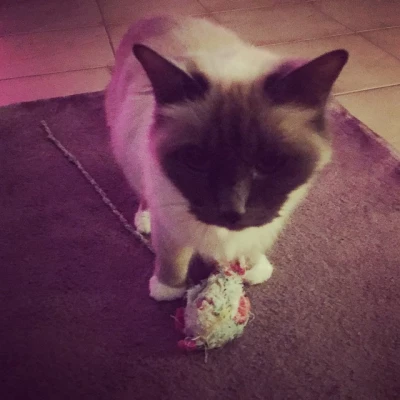 Noub' et son doudou