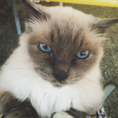 Câlin de Babou