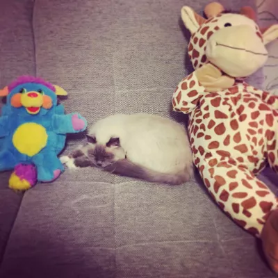 Bémol and friends