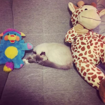 Bémol and friends