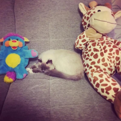 Bémol and friends