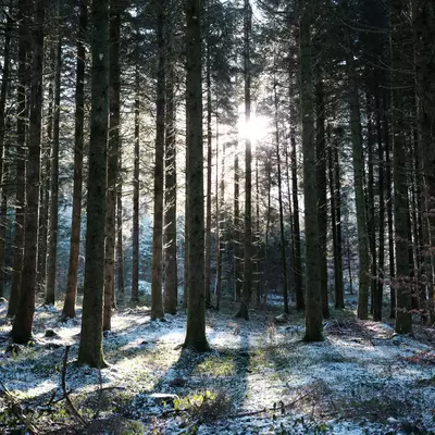 Sunlight through spruce trees