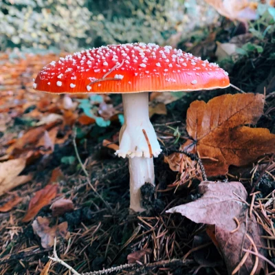 Sentier des Sorcières