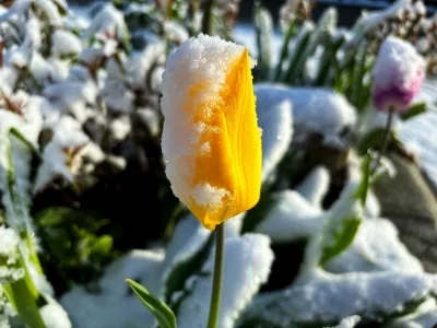 Flower & Snow