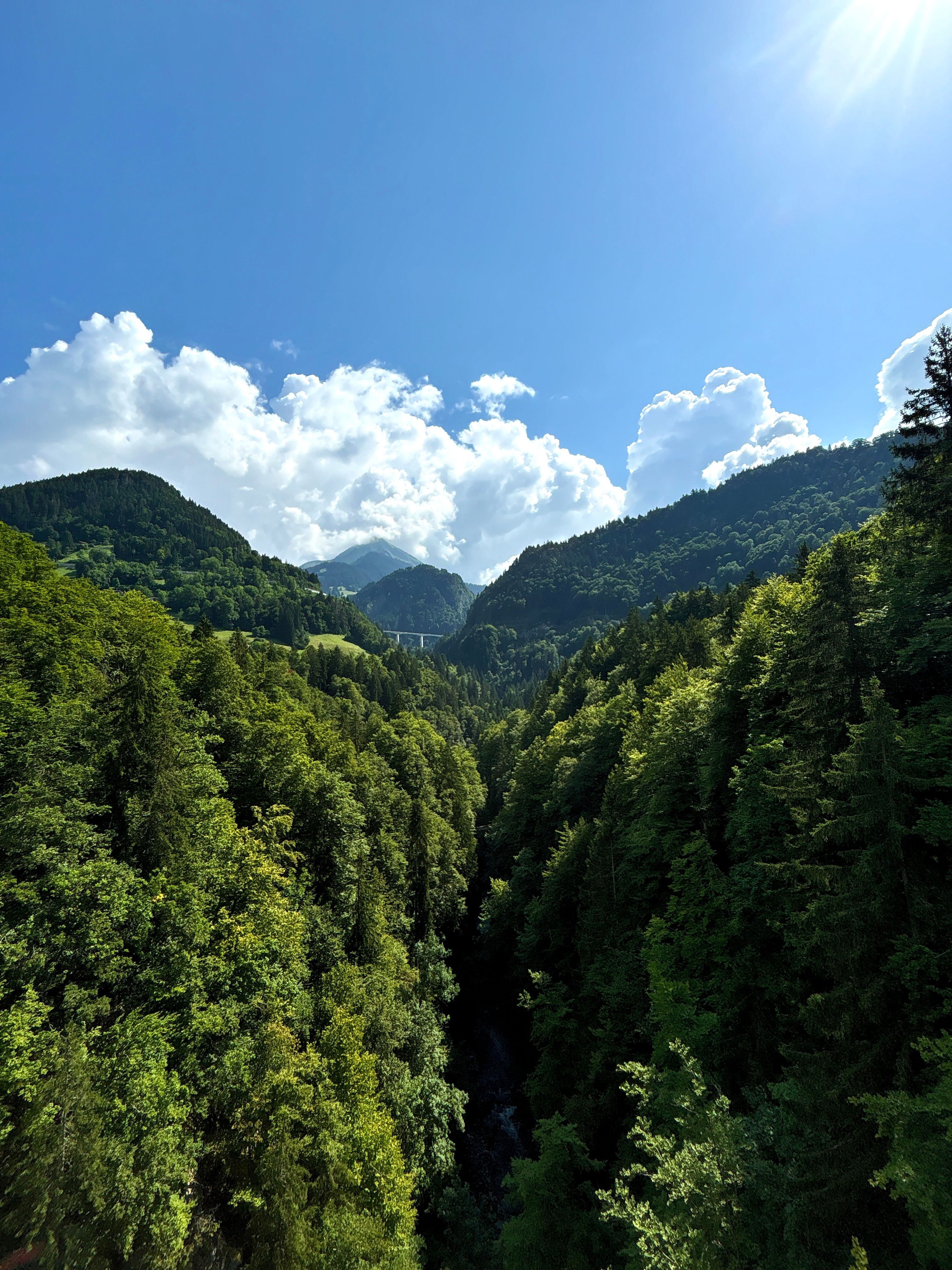A bridge in the forest