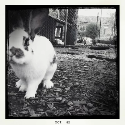 Bunny
