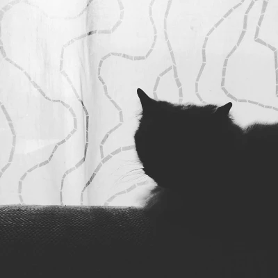 Blackcat