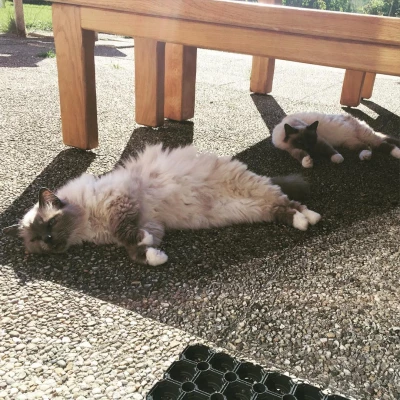 Cat's life is so hard