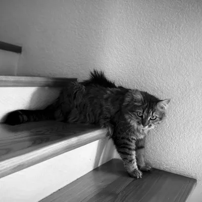 Goofy cat